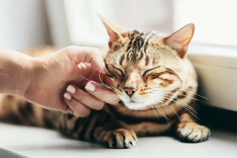 Purring While Cuddling