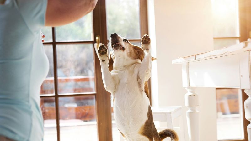 Doggy Dance Party