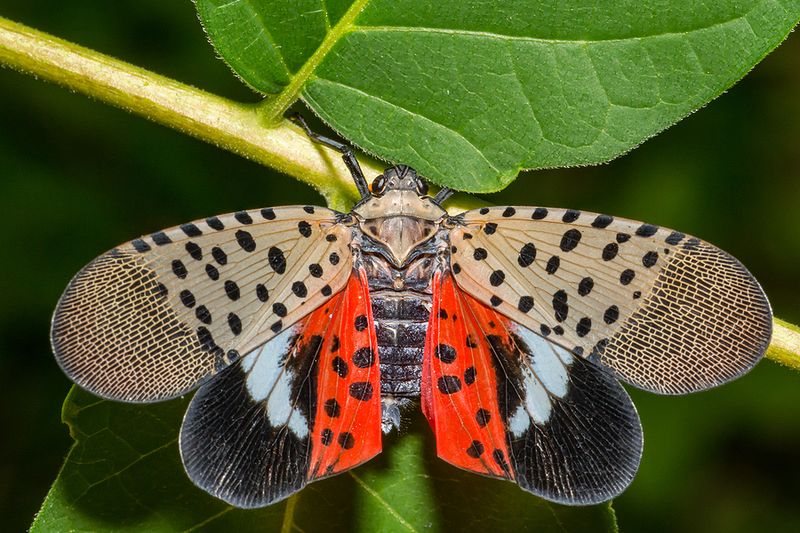 Spotted Lanternfly: The Colorful Destroyer