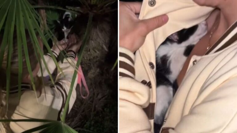 kitten in a palm tree