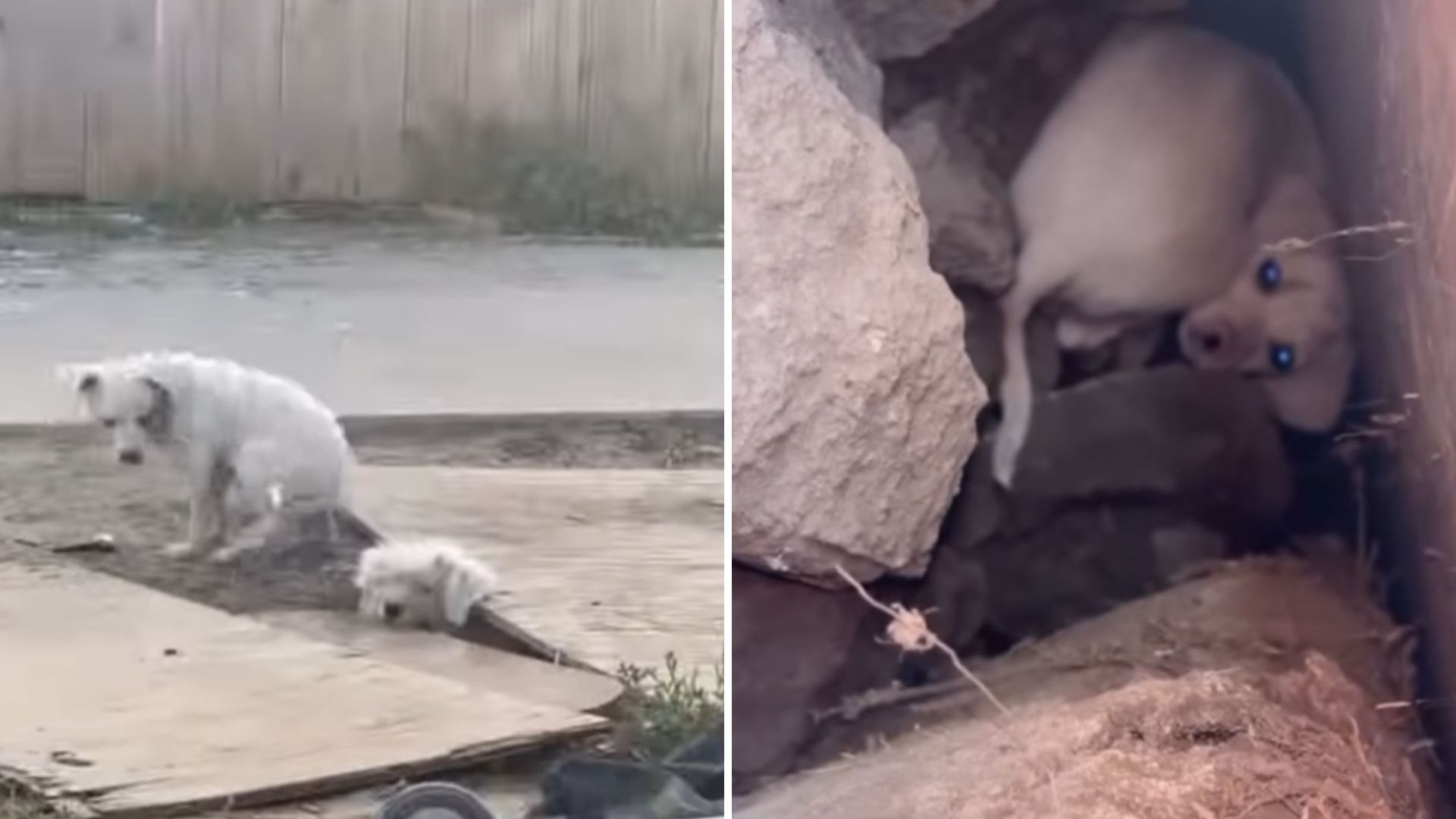 LA Woman Stumbles Upon Fluffy Pile Near Landfill And Saves Five Vulnerable Lives