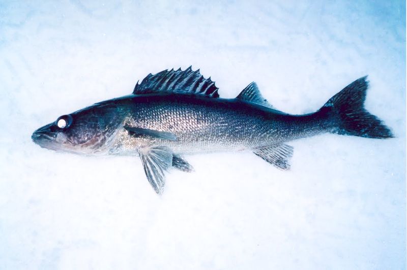 Blue Pike