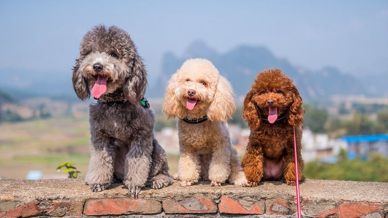 Poodle