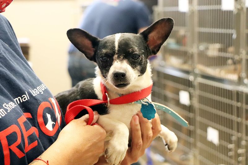 Chihuahua