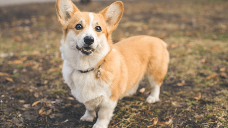 Pembroke Welsh Corgi