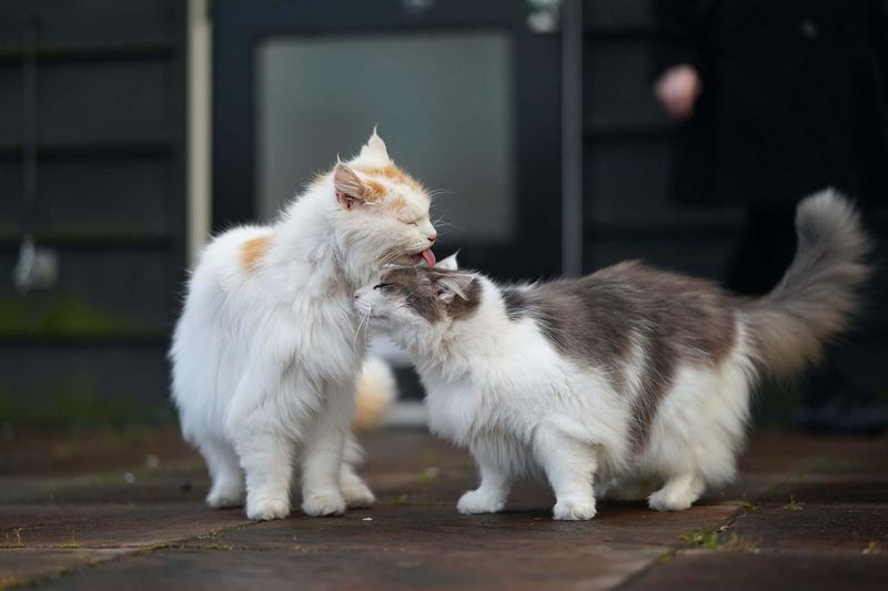 Feline Competition