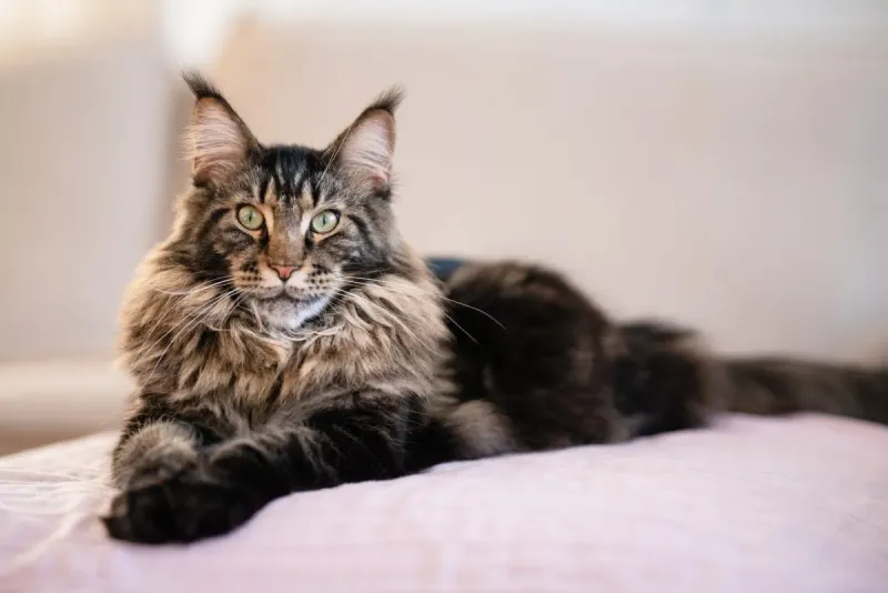 Affectionate, Yet Independent