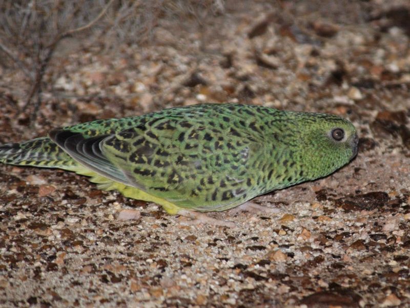 Night Parrot