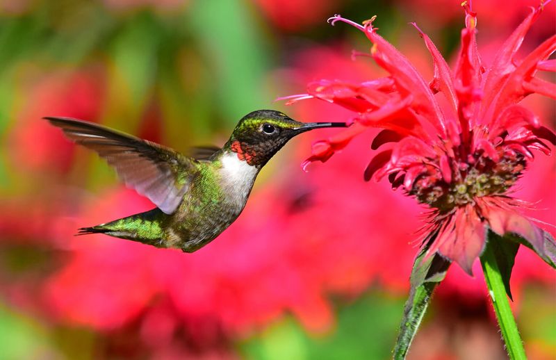 Ruby-throated Hummingbird (Archilochus colubris)