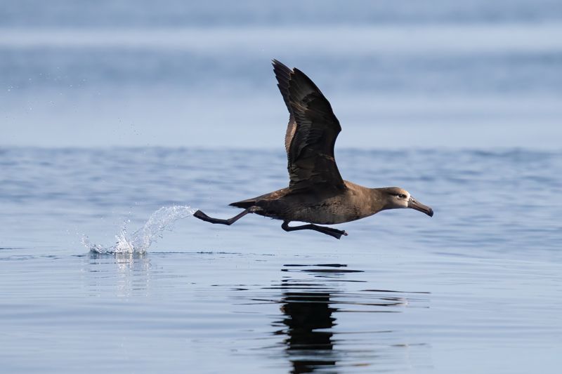Black-Footed Albatross
