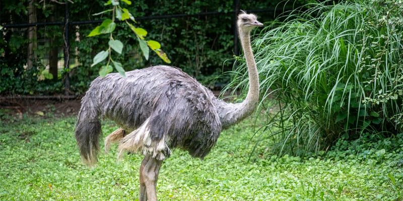 Ostriches Bury Their Heads In The Sand