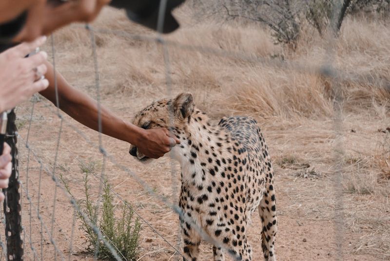 Cheetah Comforts Grieving Photographer