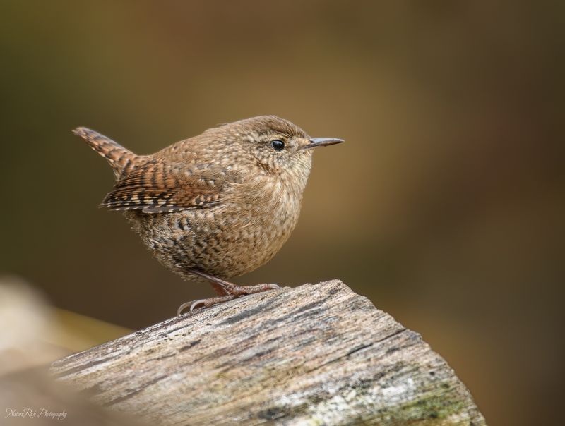 House Wren (Troglodytes aedon)