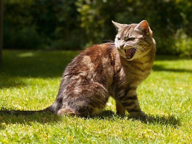 Excessive Vocalization Or Aggression