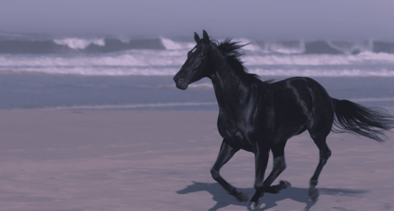 Black Beauty, The Horse Who Changed Animal Rights