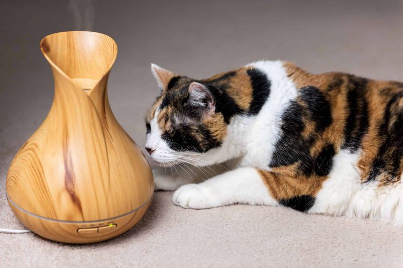 Essential Oils And Diffusers