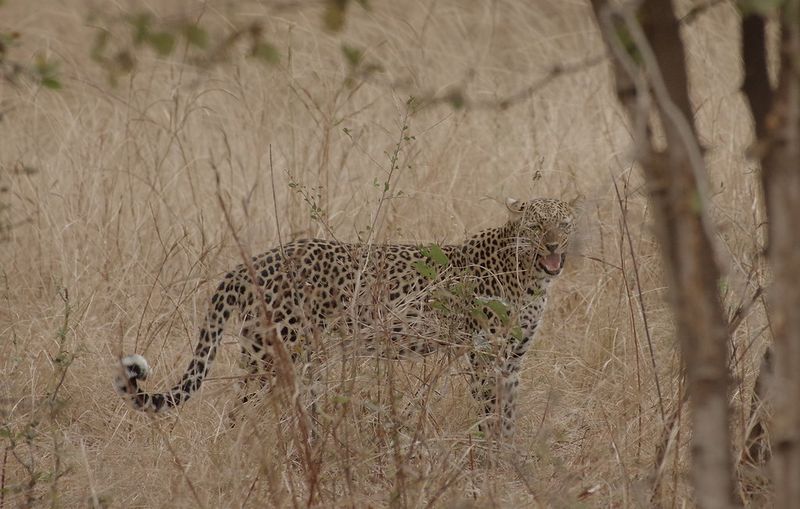 Nkoveni Female Leopard's Loss