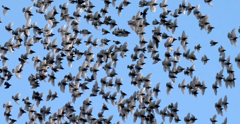 European Starlings Crowding Out Native Birds