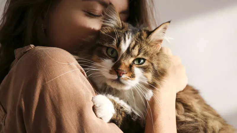 Cats