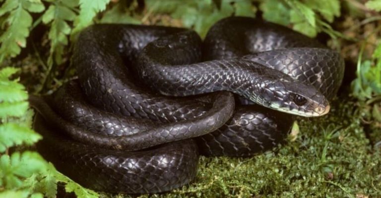 List Of Biggest Snakes Ever Spotted In Each U.S. State
