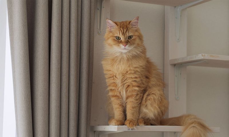 Not Having A High Place To Perch