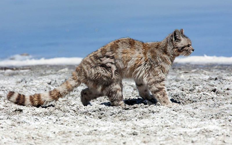Fluffy Tail, Striped Fur, And Built For The Cold