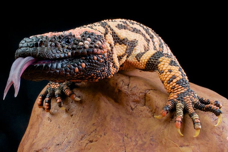 Gila Monster