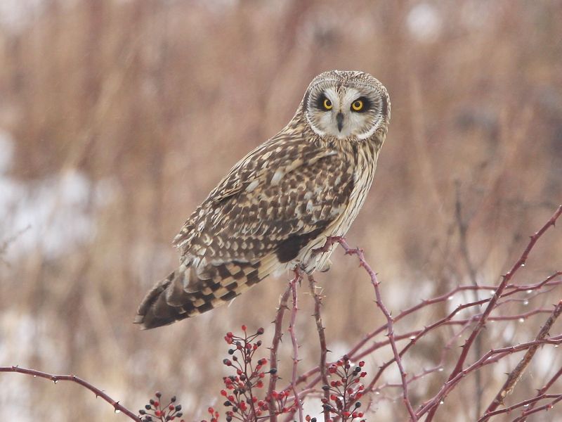 Short-Eared Owl (Asio Flammeus)