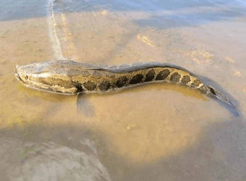 Why Wildlife Experts Are Concerned About Its Expansion