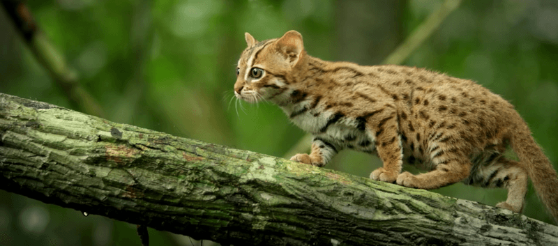 Ecological Role