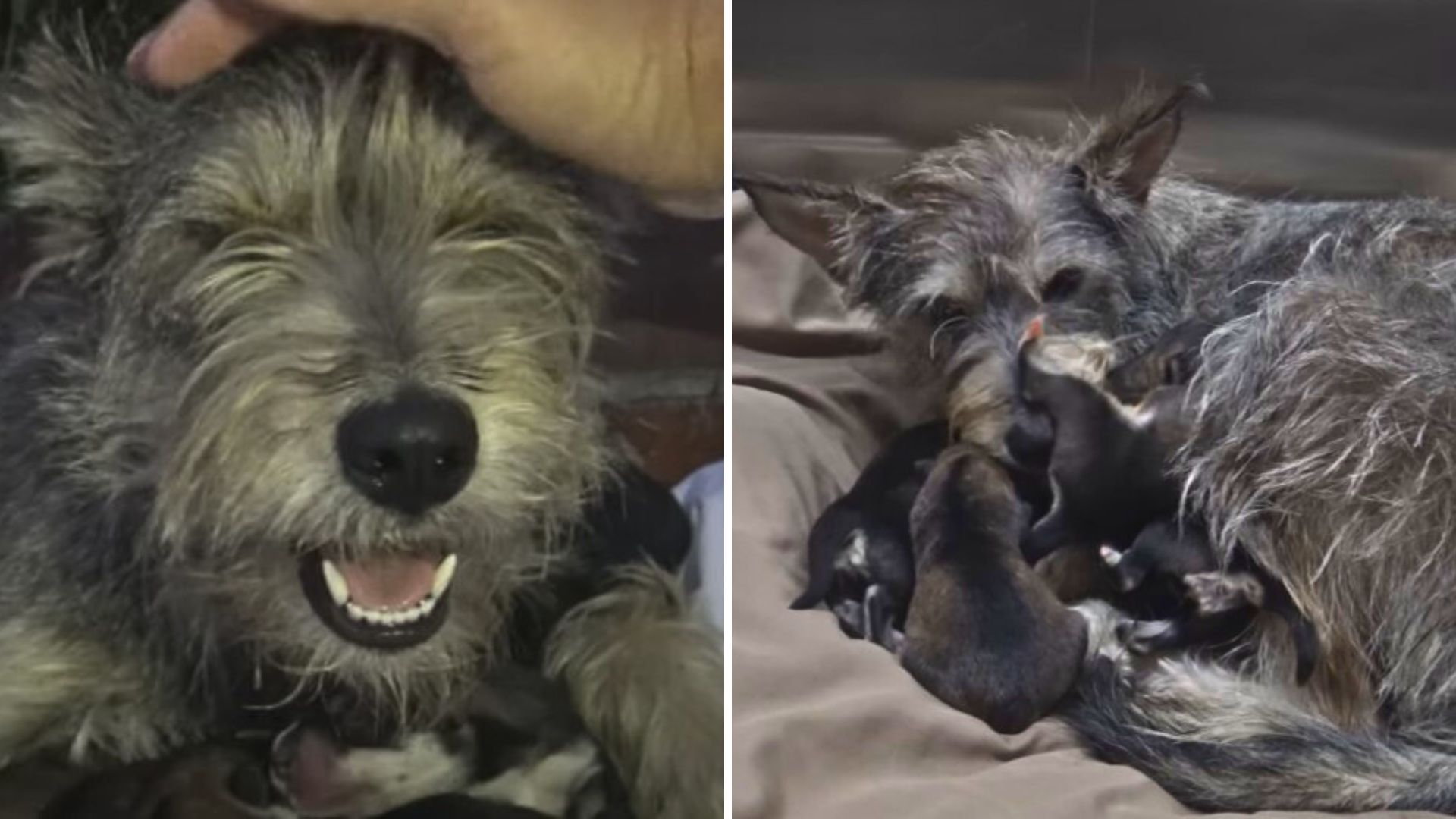 mother dog