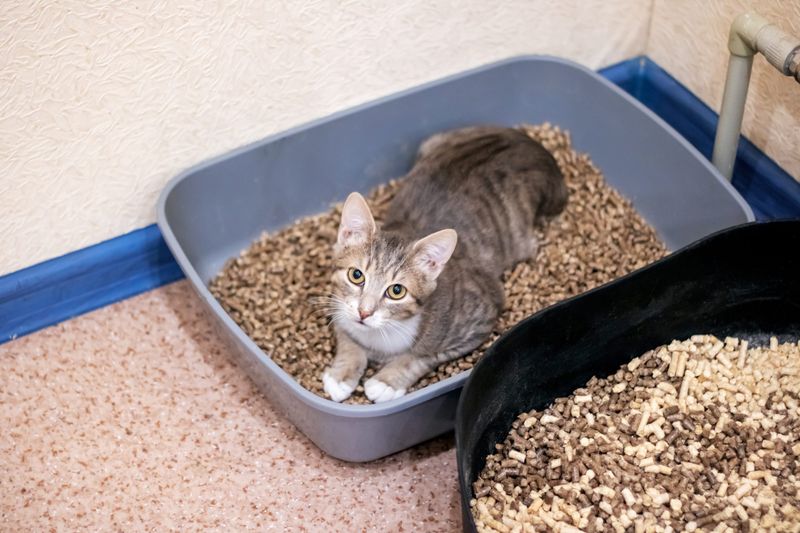 Change In Litter Box Habits