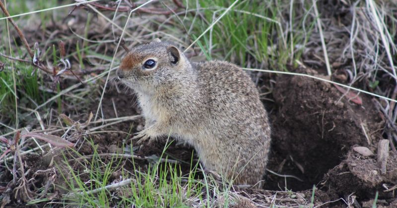 Northern Idaho Ground Squirrel