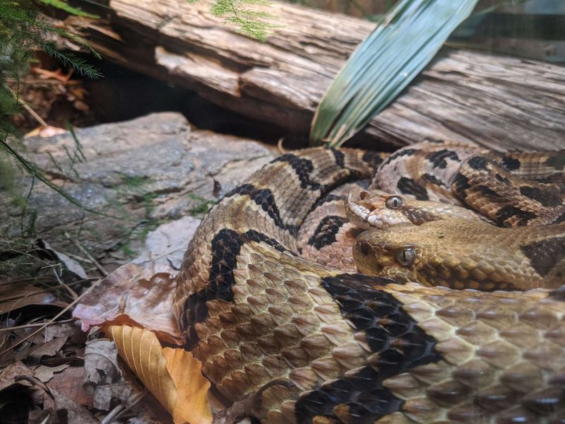 Missouri – 31.2 bites/million