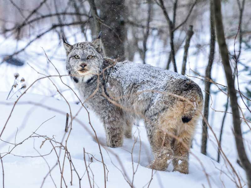 Maine – Canada Lynx