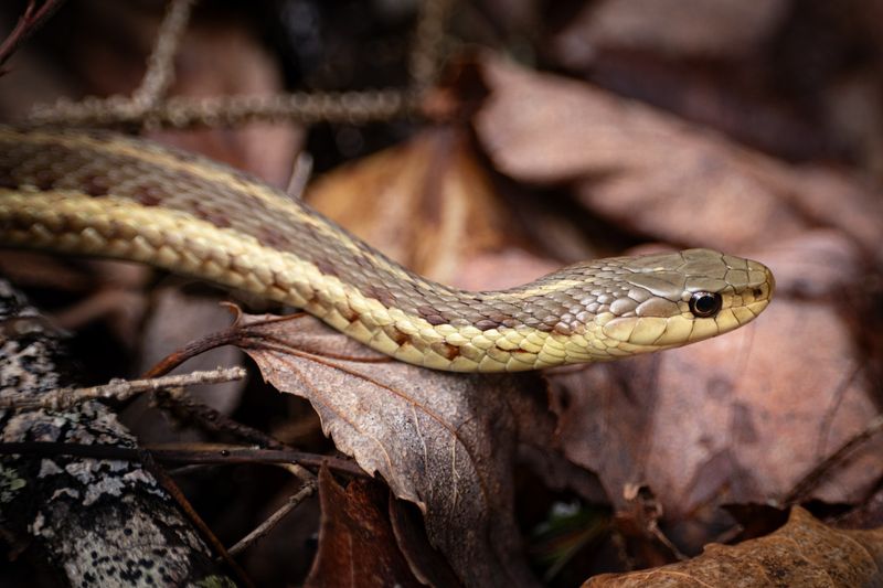 Maine – Eastern Garter Snake