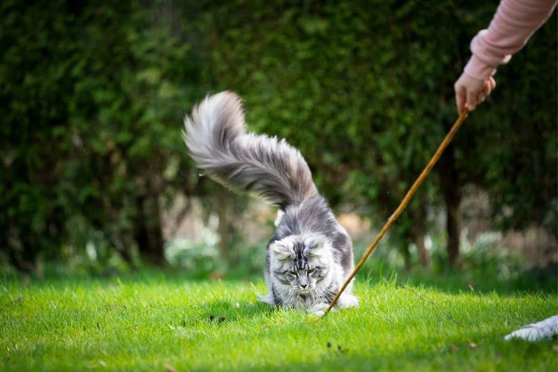 Trainable And Obedient