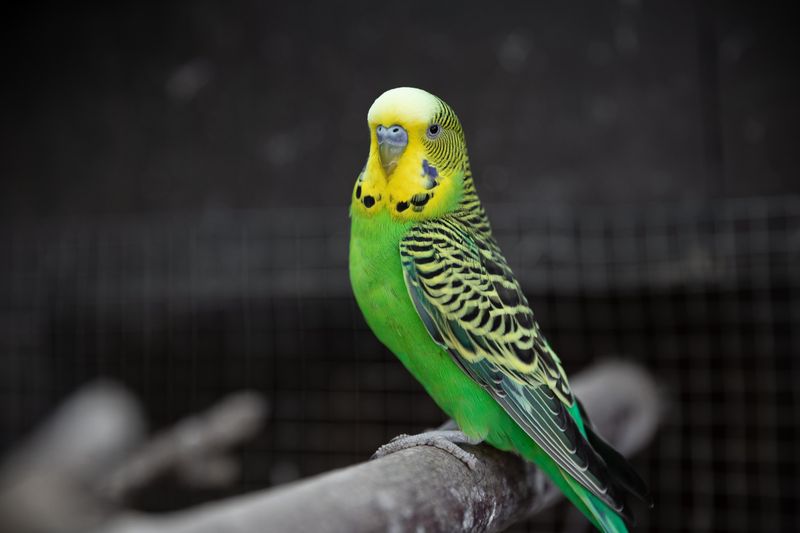Budgerigars