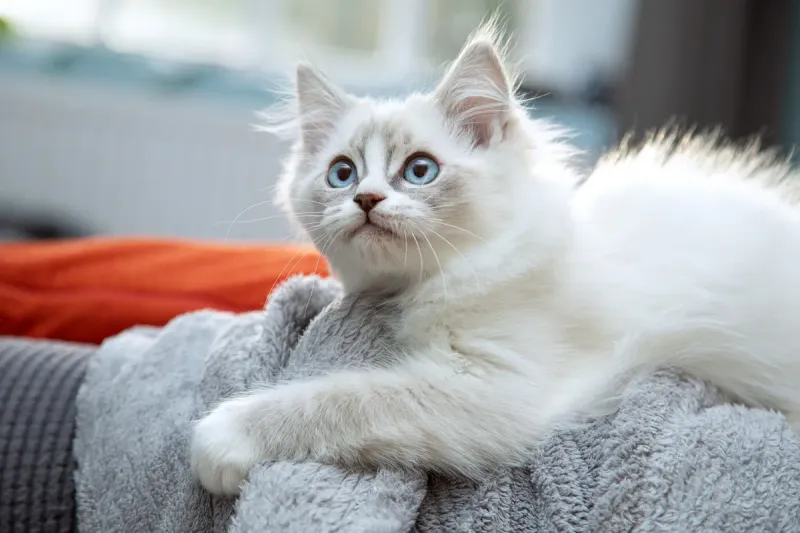 Ragdoll
