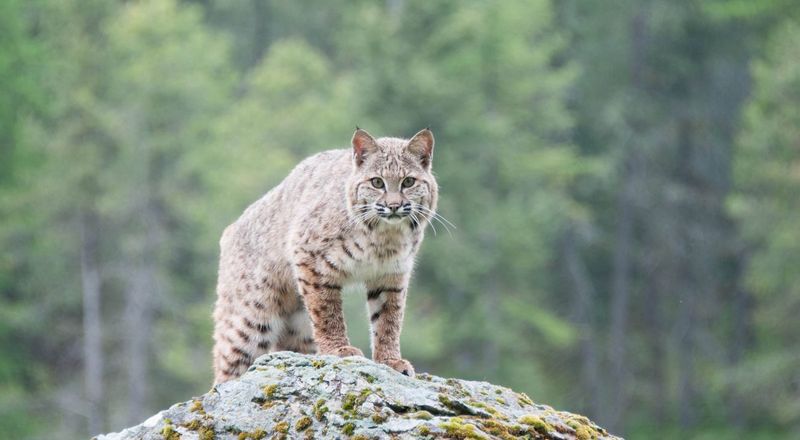 Maryland – Bobcat