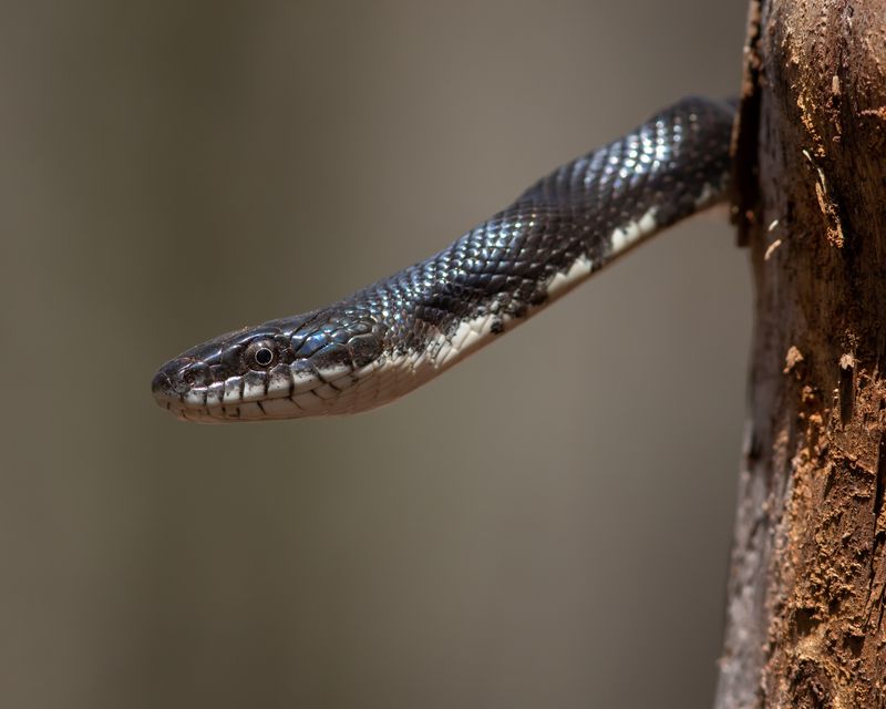 Maryland – Eastern Ratsnake