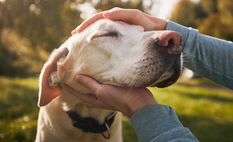 Licking Or Nuzzling Their Owners More
