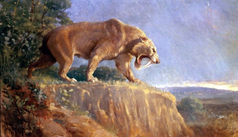 Sabre-Toothed Cat
