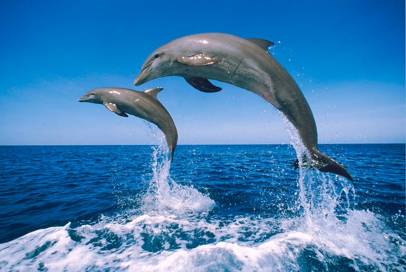 Dolphins