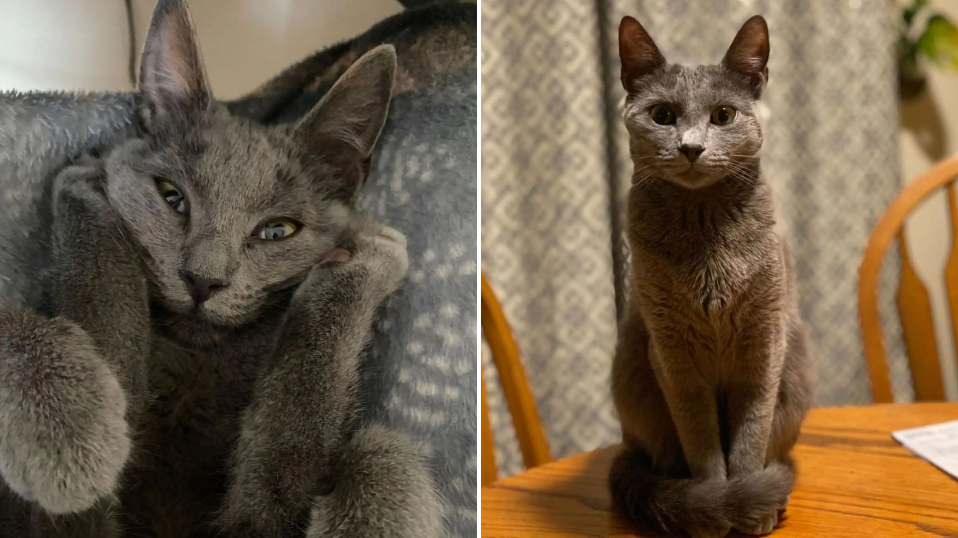 Maryland Woman Reunited With Long-Lost Cat After Two Years Of Grief