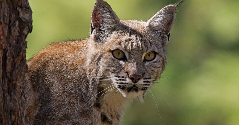 Massachusetts – Bobcat