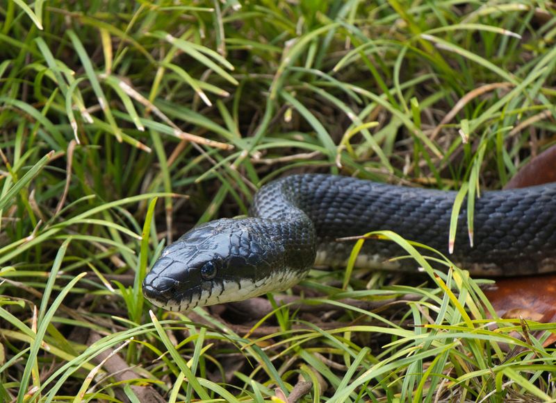 Massachusetts – Eastern Ratsnake