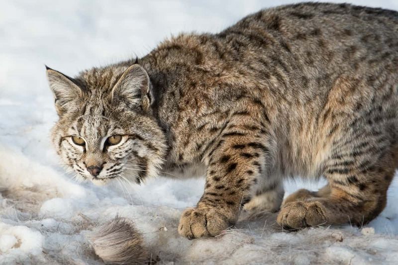 Michigan – Bobcat