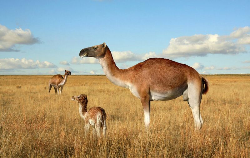 North American Camel
