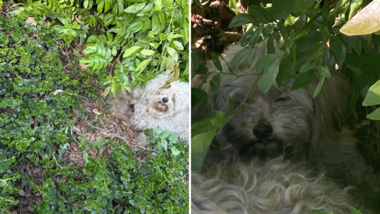 Puppies in bushes